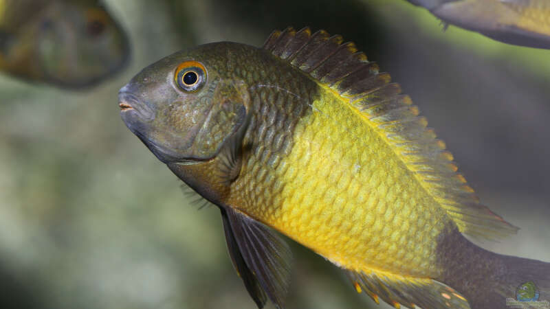 Tropheus sp. ikola, 04/2014, Männchen von NicoD (51)