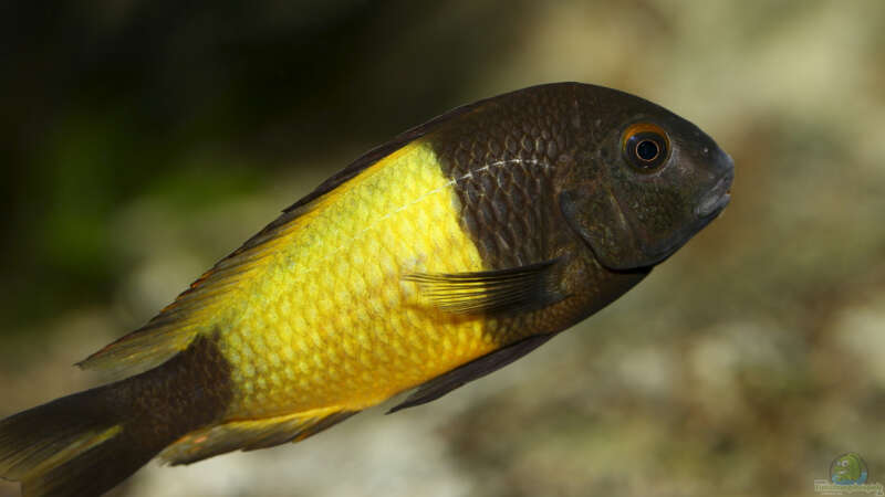 Tropheus sp. ikola, 04/2014, Männchen von NicoD (52)