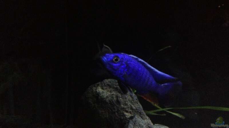 Aquarium Hauptansicht von Becken 24 von der Steirer (16)