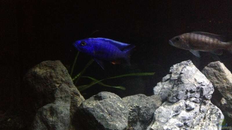 Aquarium Hauptansicht von Becken 24 von der Steirer (2)