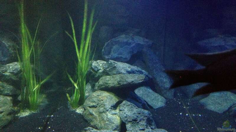 Aquarium Hauptansicht von Becken 24 von der Steirer (5)