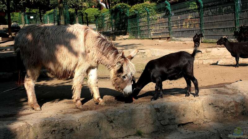 Koehler unterwegs - Opel Zoo