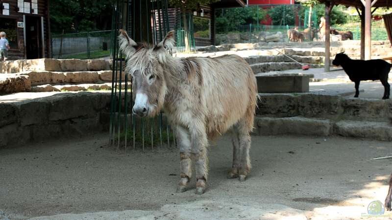 Koehler unterwegs - Opel Zoo