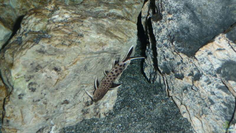 Aquarien mit Synodontis petricola