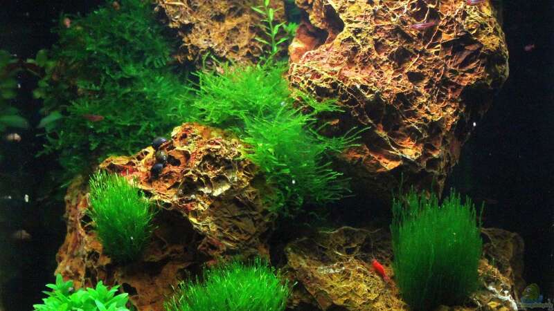 Aquascaping leicht gemacht !!!