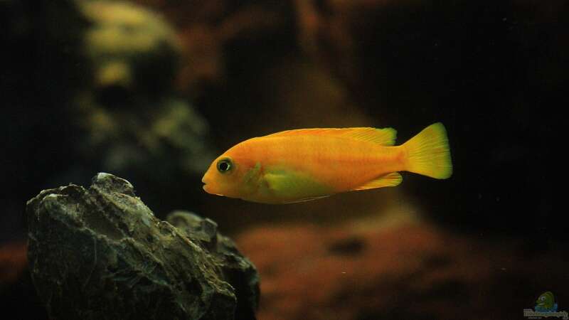 Taiwan Reef , Heimat des Pseudotropheus saulosi !!!