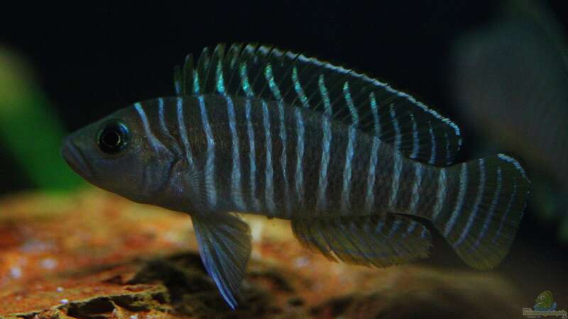 Breite Streifen mit blauen Augen , der Neolamprologus similis !