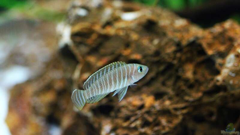 Breite Streifen mit blauen Augen , der Neolamprologus similis !