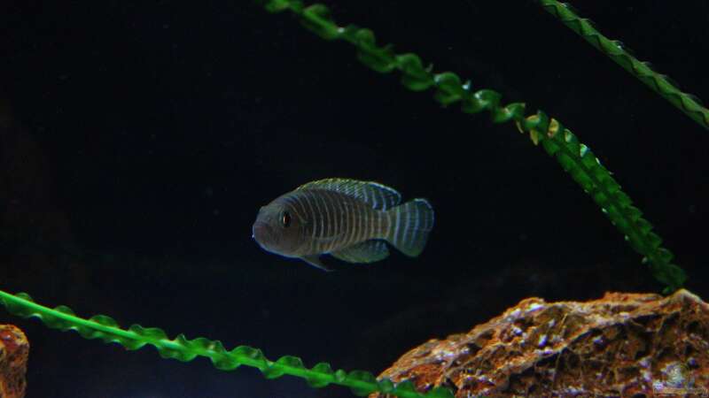 Breite Streifen mit blauen Augen , der Neolamprologus similis !