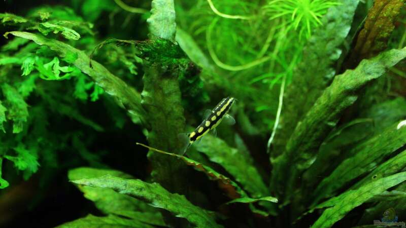 Schwimmendes Schachbrett im Aqua, die Yasuhikotakia sidthimunki/Schachbrettschmerle !