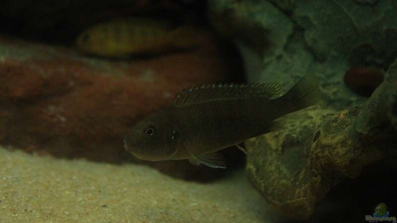 Orange Kappen am Ndumbi Reef , der Pseudotropheus sp. ???Persipax orange cap??? !