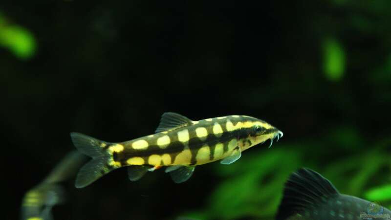 Schwimmendes Schachbrett im Aqua, die Yasuhikotakia sidthimunki/Schachbrettschmerle !