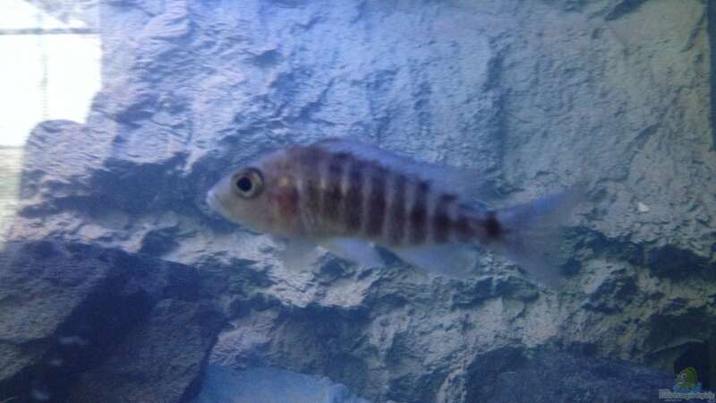 Aquarium Hauptansicht von Becken 24 von der Steirer (115)