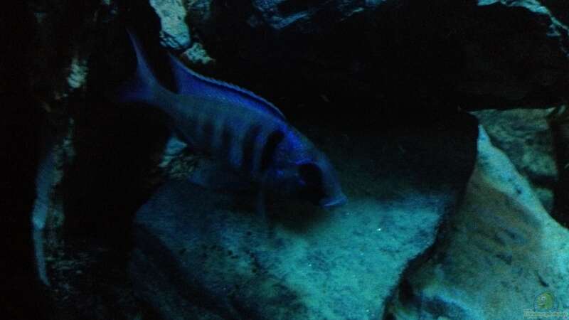 Aquarium Hauptansicht von Becken 24 von der Steirer (125)