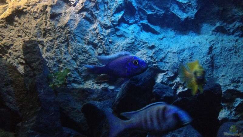 Aquarium Hauptansicht von Becken 24 von der Steirer (126)