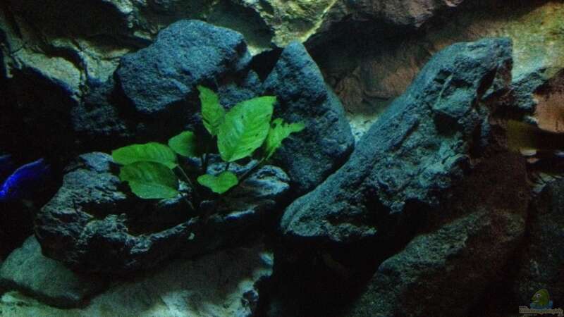 Aquarium Hauptansicht von Becken 24 von der Steirer (55)