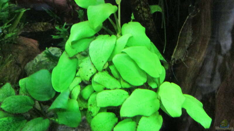 Anubias barteri var. nana-Zwergspeerblatt