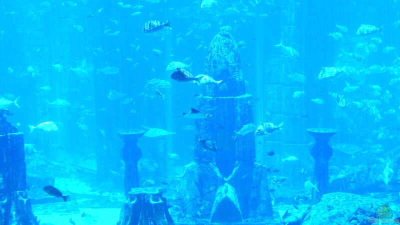 Aus den Aquarien der Welt , Fakten und Eindrücke über das Ambassador Lagoon & Dubai Aquarium (VAE, UAE)