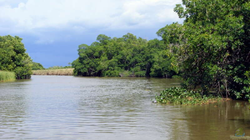 Live aus den Biotopen--- der Black River auf Jamaika