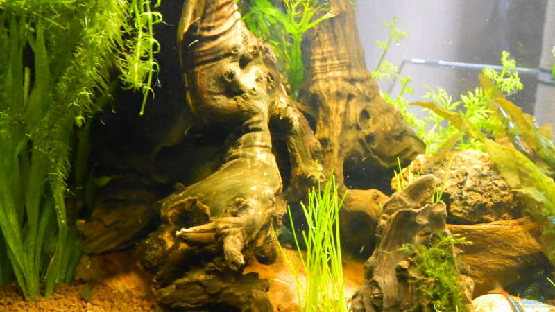 Besatz im Aquarium Froschparadies (nur noch Beispiel) von Nick3 (14)