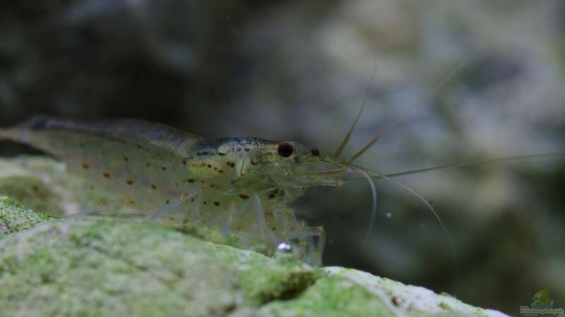 Caridina multidentata - Armanogarnele von GoreSlayer (36)