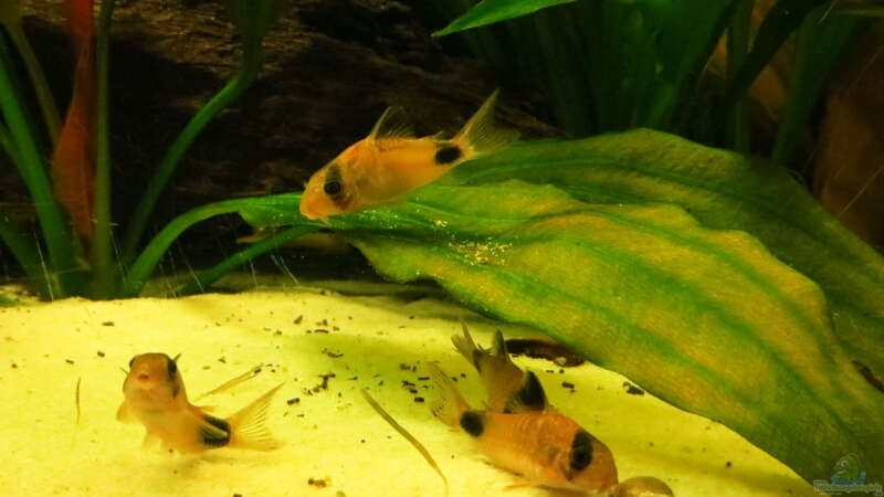 Aquarien für Corydoras panda (Panda-Panzerwels)