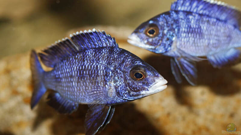 Placidochromis phenochilus Mdoka von AjakAndi (17)