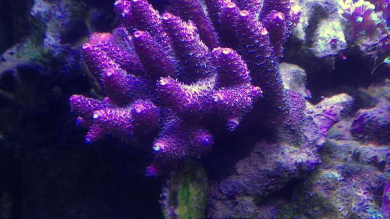 Acropora Millepora von Lukas23 (16)