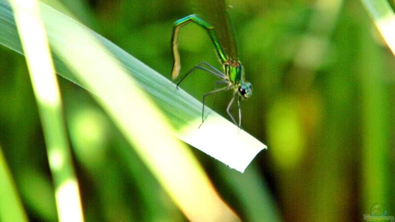 Besuch am Teich von snooze (21)