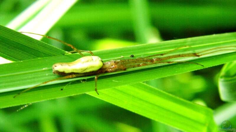 Besuch am Teich von snooze (25)