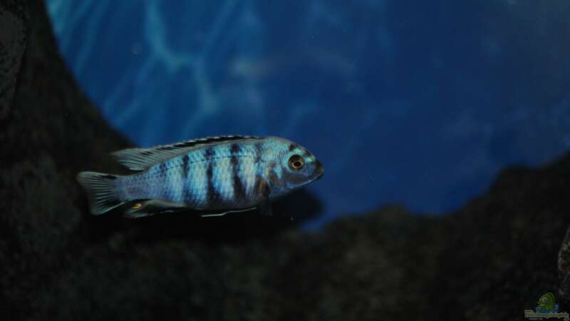 Aquarien mit Pseudotropheus saulosi (Saulosi Zebra-Maulbrüter)