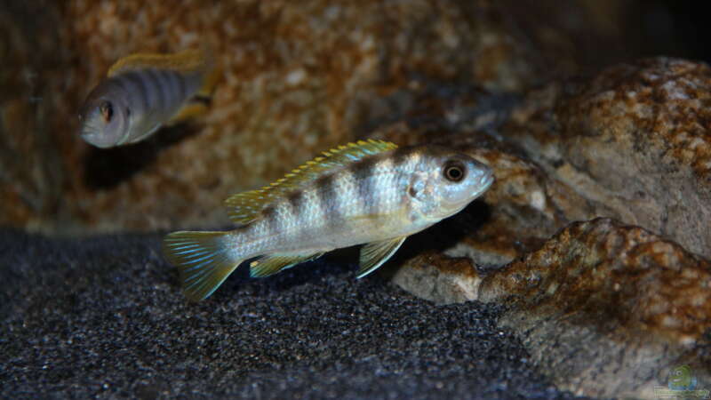 Labidochromis perlmutt Weibchen von Sebastian O. (96)