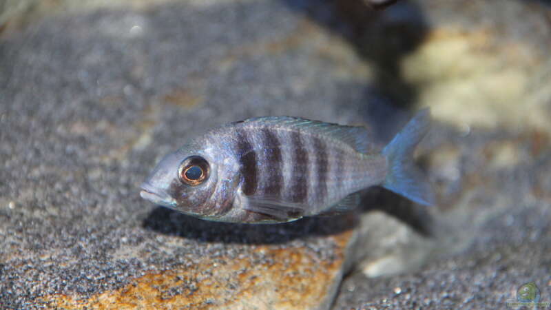 Placidochromis sp. ´phenchilus tanzania´ lupingo Weibchen von Sebastian O. (55)