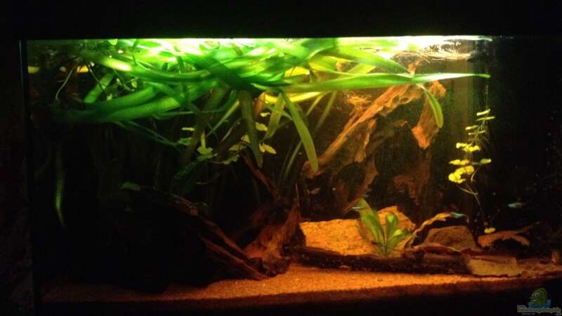 Aquarium Hauptansicht von Becken 24 von der Steirer (13)