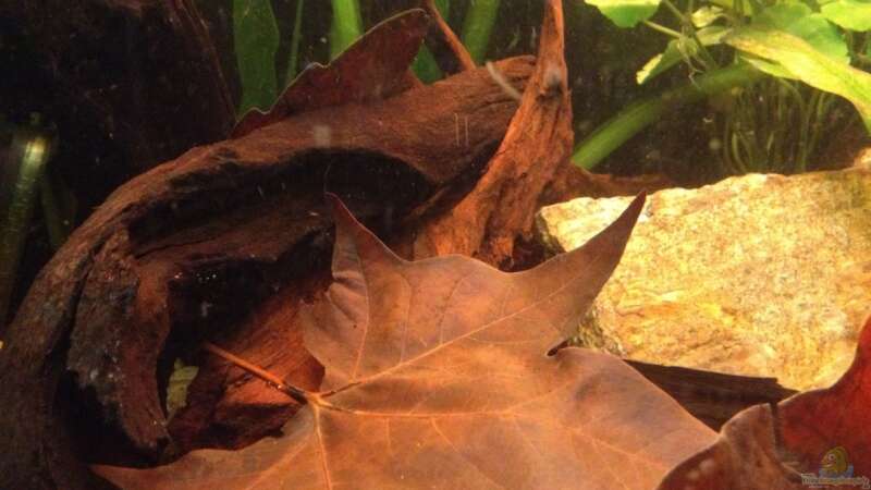 Aquarium Hauptansicht von Becken 24 von der Steirer (34)