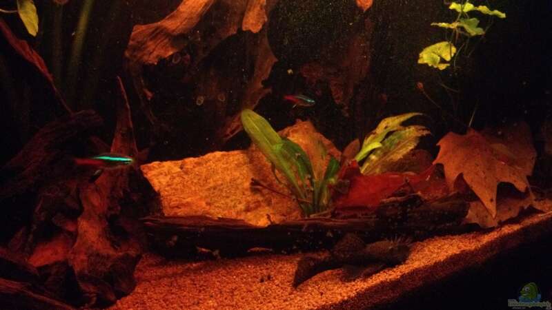 Aquarium Hauptansicht von Becken 24 von der Steirer (52)