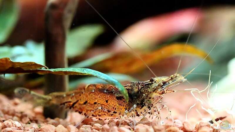 Caridina propinqua im Aquarium pflegen (Einrichtungsbeispiele mit Mandarinengarnelen)