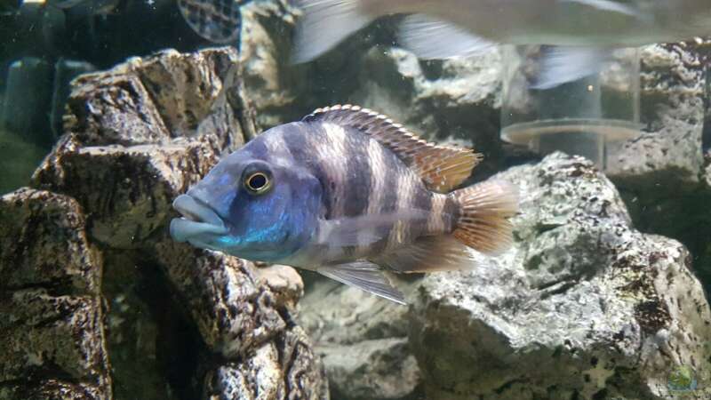 Placidochromis milomo im Aquarium (Einrichtungsbeispiele für Milomo-Buntbarsch)