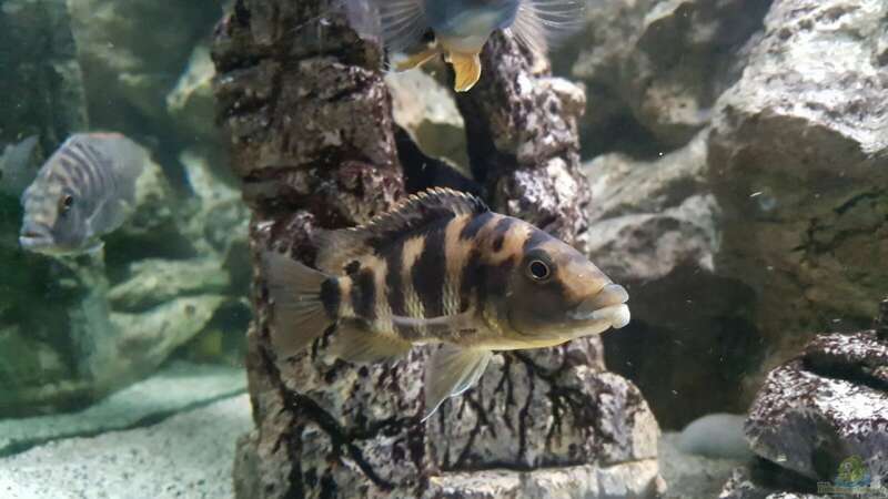 Placidochromis milomo im Aquarium (Einrichtungsbeispiele für Milomo-Buntbarsch)