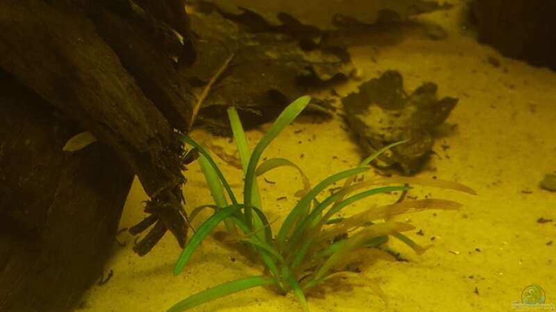 Aquarien mit Sagittaria subulata (Zwergpfeilkraut)