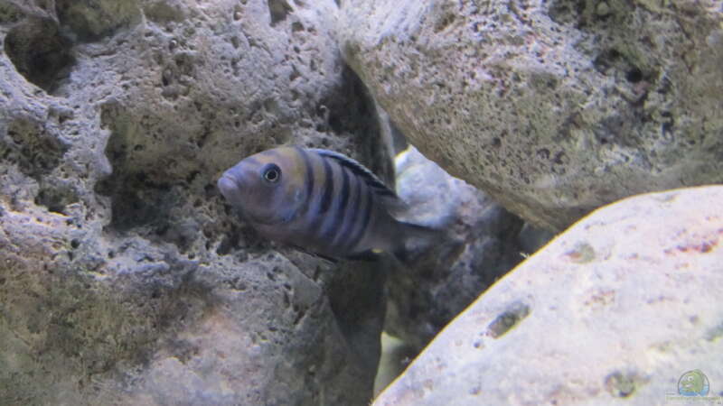 Cynotilapia afra cobue Bock von Hörnchen (19)