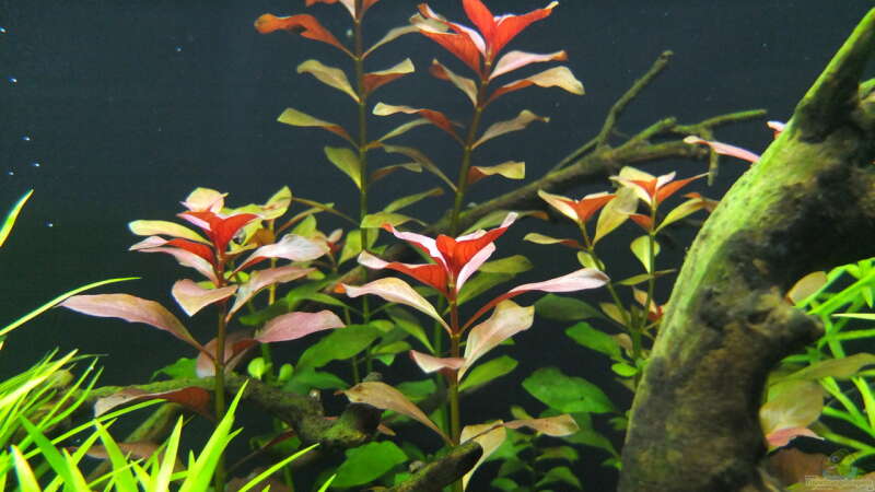 Ludwigia repens rubin von axolotl (27)