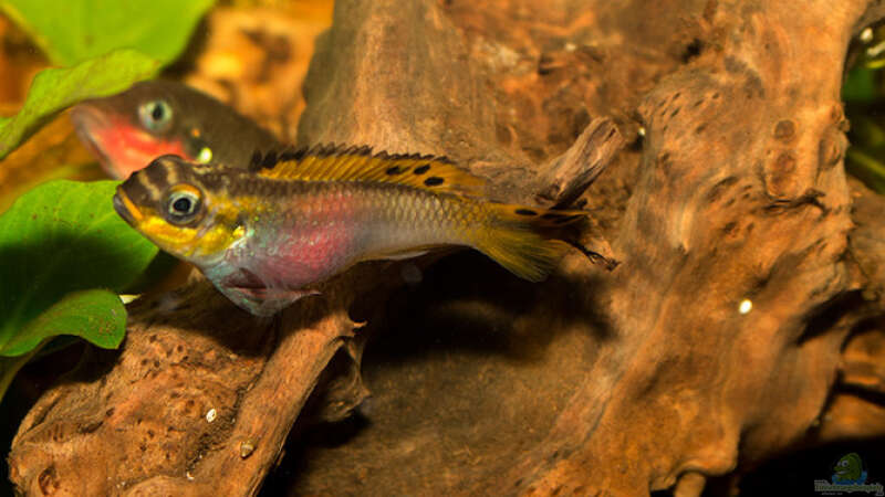 Pelvicachromis taeniatus ´nigeria red´ von AjakAndi (48)