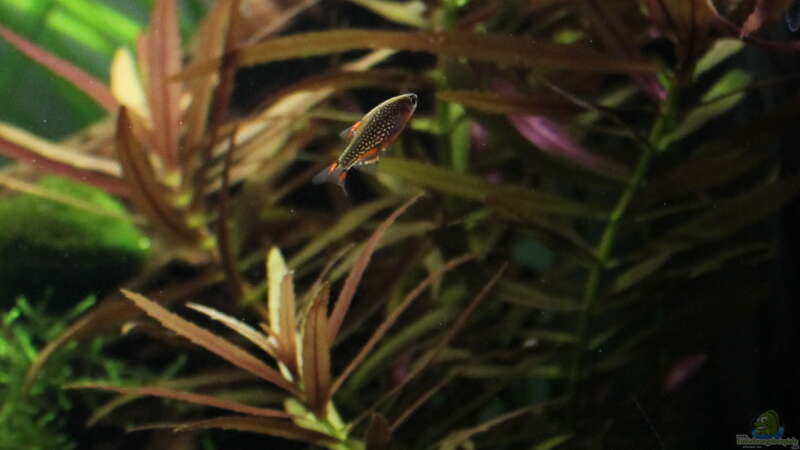 Aquarien mit Perlhuhnbärblingen (Danio margaritatus)