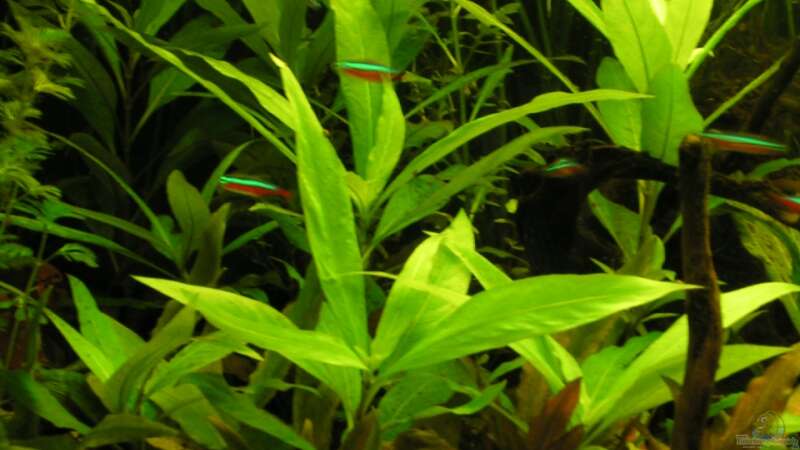 Cryptocoryne - Wasserkelch und Hygrophila corymbosa Stricta -  Riesenwasserfreund von Peggy (17)