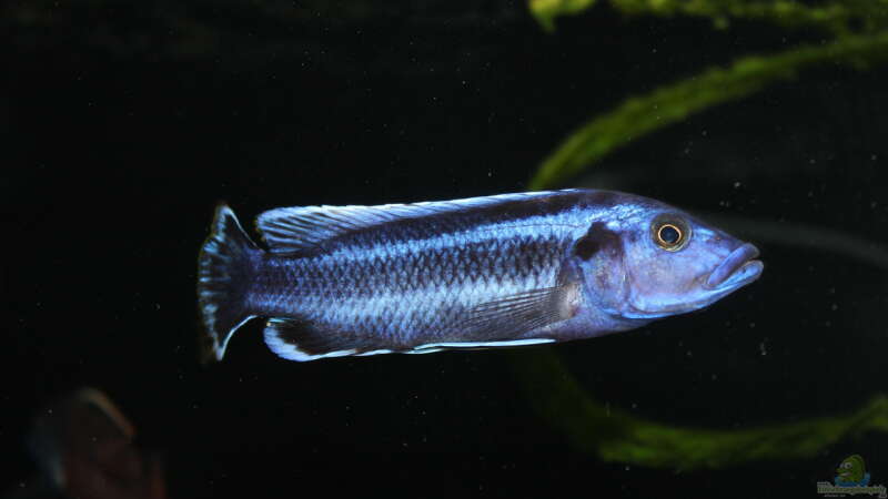 Aquarien mit Melanochromis kaskazini (Northern blue)