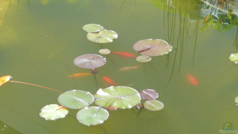 Pflanzen im Teich Teich von Sissifischlein (10)