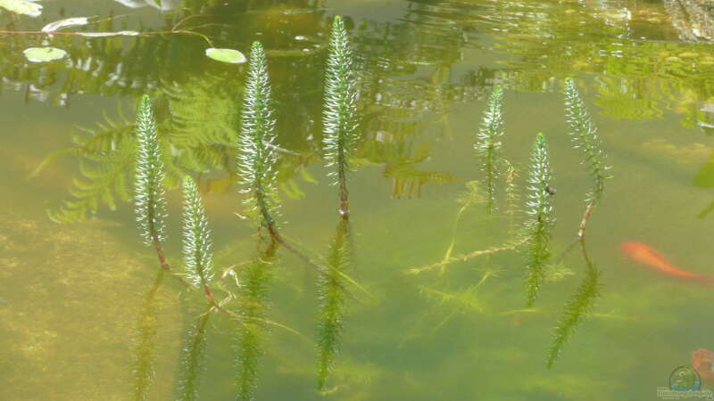 Pflanzen im Teich Teich von Sissifischlein (7)