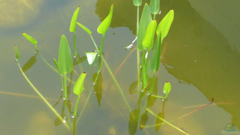 Pflanzen im Teich Teich von Sissifischlein (9)