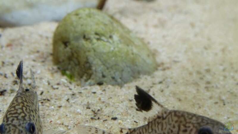 Corydoras Julii von Martin W. (28)